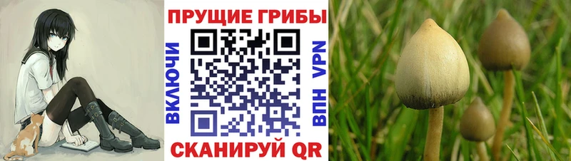 Галлюциногенные грибы мухоморы Обнинск